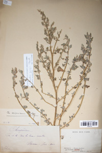 Herbarium Sheet of P 4970774